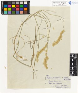 Melica ciliata L. glauca F.Schultz