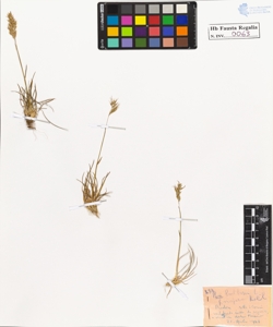 Poa bulbosa L. vivipara Koel.