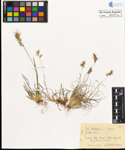 Poa bulbosa L. vivipara Koel.