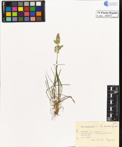 Poa pratensis L. anceps Gaud.