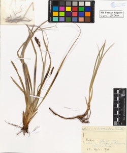 Carex diversicolor Crantz