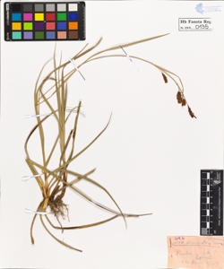 Carex diversicolor Crantz