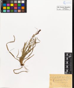 Carex diversicolor Crantz cuspidata Host.