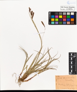 Carex diversicolor Crantz