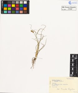 Carex flava L. v. oederi (Retz.)