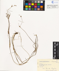 Juncus articulatus L. lamprocarpus Ehrh.