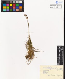 Luzula campestris Lam. et D.C. vulgaris Gaud.