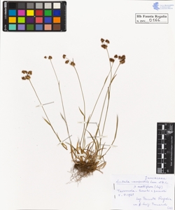 Luzula campestris Lam. et D.C. multiflora Lej.