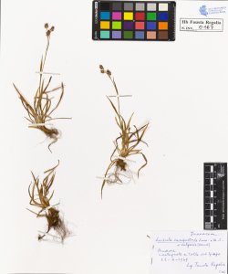 Luzula campestris Lam. et D.C. vulgaris Gaud.