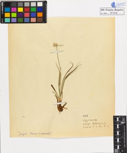 Carex baldensis L.