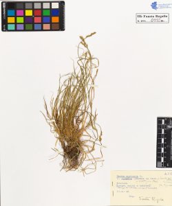 Carex muricata L. v. contigua Hpe.