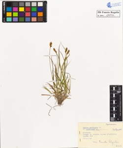 Carex muricata L. v. contigua Hpe.