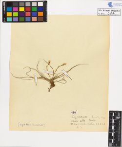 Carex humilis Leyss
