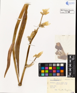 Iris florentina L. pallida Lam.