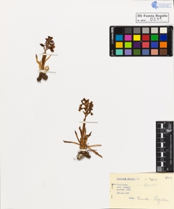 Orchis morio L. typica