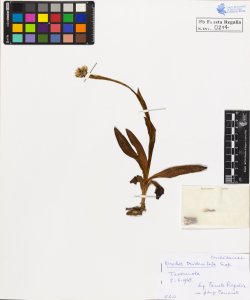 Orchis tridentata Scop.