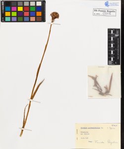 Orchis pyramidalis L. typica