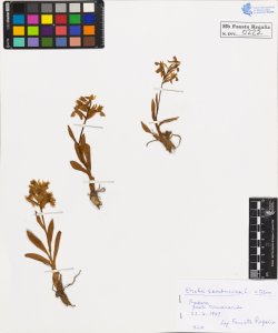 Orchis sambucina L. typica