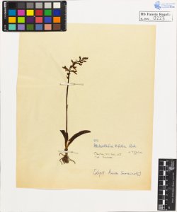 Platanthera bifolia Rich. typica