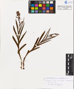 Cephalanthera ensifolia Rich.