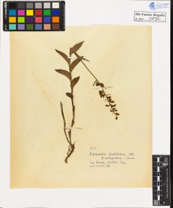 Epipactis latifolia All. rubiginosa Gaud.