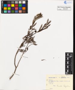 Salix alba L. typica