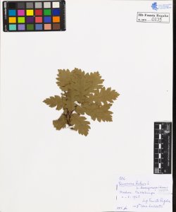 Quercus robur L. sessilis Ehrh.