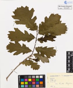 Quercus robur L. sessilis Ehrh.