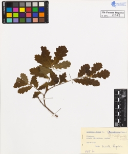 Quercus robur L. sessilis Ehrh.