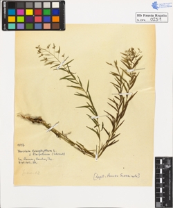 Thesium linophyllum L. linifolium Schrank