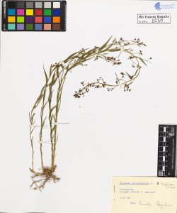 Thesium linophyllum L. linifolium Schrank