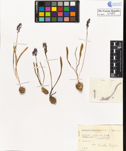 Muscari botryoides Mill. typicum