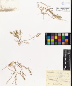 Arenaria serpyllifolia L. tenuior M. et K .