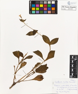 Lychnis rubra P.M. et E.