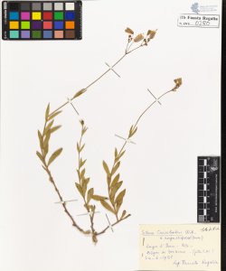 Silene cucubalus Wib. angustifolia Guss.