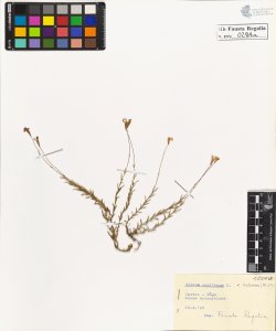 Silene saxifraga L. petraea W. et K.