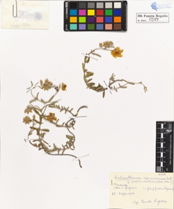 Helianthemum appenninum Mill. pulverulentum Lam. et D.C.