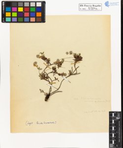 Helianthemum canum Baumg. alpestre D.C.