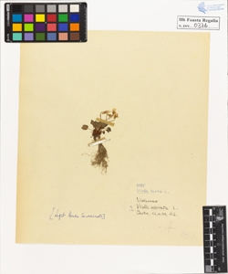 Viola hirta L. odorata L.