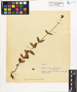 Hypericum montanum L. typicum