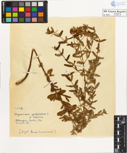 Hypericum perforatum L.