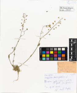 Capsella bursa-pastoris Medic.