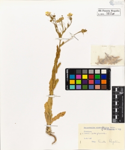 Biscutella cichoriifolia Lois.