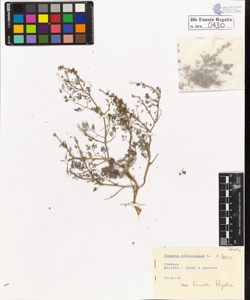 Fumaria officinalis L. typica