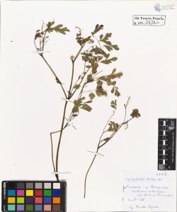 Corydalis lutea DC.