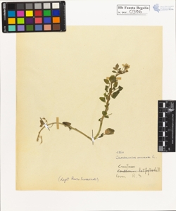 Cardamine amara L.