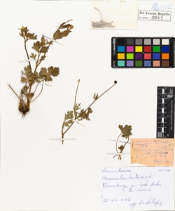 Ranunculus bulbosus L.