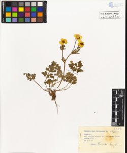 Ranunculus bulbosus L. typicus