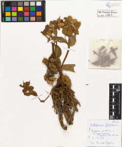 Helleborus foetidus L.
