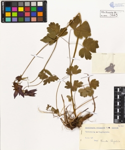 Aquilegia vulgaris L. typica